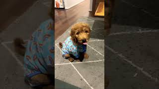 Happy Groodle goldendoodle puppy dog [upl. by Eddie]