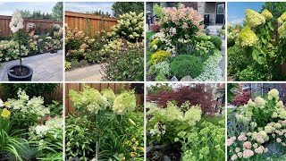 How to Prune Panicle Hydrangea Trees Newly Trained amp Mature Hydrangeas  Early April 2022 [upl. by Gail]