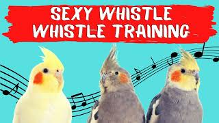 SEXY WHISTLE Whistling Cockatiel Training Cockatiel Sounds and Whistle [upl. by Emelda]