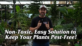 NonToxic Easy Solution to Keep Your Plants PestFree [upl. by Nesrac]