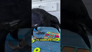 This Crow’s 1000 IQ Will Blow Your Mind 🧠🐦 shorts [upl. by Giddings846]