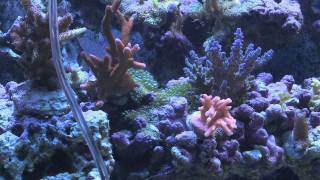 4 Ways to Remove Bubble Algae From Your Reef Tank [upl. by Alyacim]