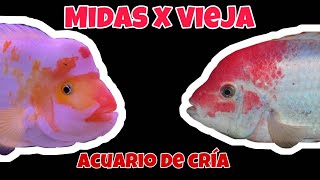 UNBOXING FLUVAL U2 proyecto MIDAS X VIEJA ACUARIO de CRÍA [upl. by Akemad]