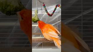 birds canarybird petanimals birdslover canary birdslover canary petbirds shortsvideo [upl. by Nessi]