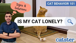 Vet Talks Cats Loneliness and Separation Anxiety [upl. by Heriberto]