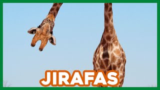 ¿Qué Hongo Con Las JIRAFAS 🦒 Datos y curiosidades [upl. by Amero]