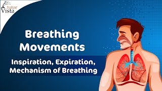 Breathing Movements  Inspiration Expiration Mechanism of Breathing [upl. by Aiksas]