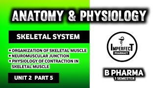 Physiology Of Muscle Contraction  Neuromuscular Junction  Human Anatomy And Physiology  HAP [upl. by Illek]