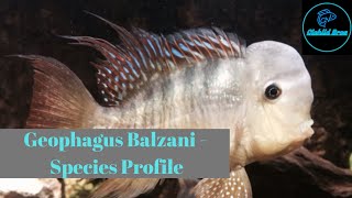 Gynmogeophagus Balzanii  Care Guide amp Species Profile [upl. by Fenelia910]