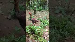 Australian Game fowl [upl. by Mateo]