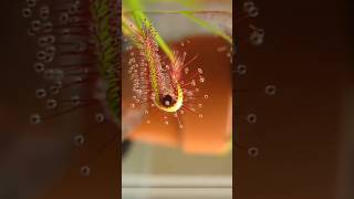 Cape Sundew Carnivorous Plant😱 [upl. by Gorey]