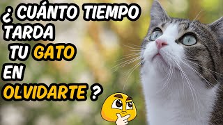 MEMORIA DEL GATO EXPLICADA 👉 Revelaciones asombrosas [upl. by Vasyuta511]