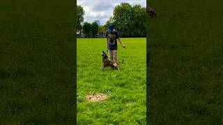 Belgian Malinois In The Circle Pit [upl. by Hailat]