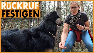 Hund Rückruf trainieren I So klappt der Rückruf Hund auch bei Ablenkungen [upl. by Laddy]