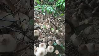 So many mushrooms 🍄🍄 mushroom nature forest shorts [upl. by Haelat]