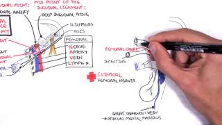 Clinical Anatomy  Lower Limb Bones Inguinal ligament Hip Knee and ankle Joints [upl. by Angid]