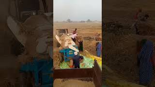 dhan nikal li aaj dhankheti agriculture dhaan farming villagelife [upl. by Hgielhsa]