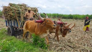 Bullock Cart Heavy Load Sugarcane Ride  Bullock cart ride [upl. by Afton]