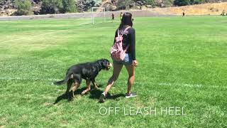 16Month Old Greater Swiss Mountain Dog Calib Off Leash Greater Swiss Mountain Dog  Off Leash K9 [upl. by Zzaj]