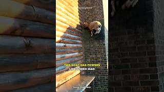 This Goat Defies Gravity and Climbs A Dam [upl. by Nefets]