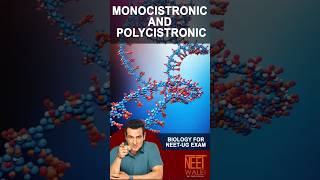 Monocistronic and Polycistronic Gene expression  Molecular Basis of Inheritance  NEET BIOLOGY [upl. by Ozkum566]