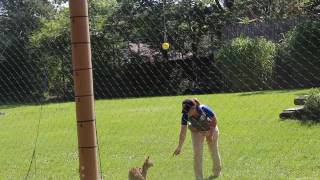 Cincinnati Zoo Serval Jump [upl. by Craw]