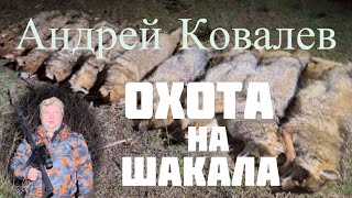 Охота на шакала Добыто 18 шакалов [upl. by Nitsuj]