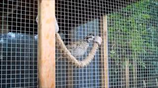 Male Mexican Speckled Bobwhite Quail Call In Our Garden Aviary [upl. by Notfilc560]