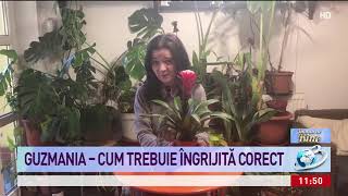 Guzmania  cum trebuie îngrijită corect [upl. by Noraf]