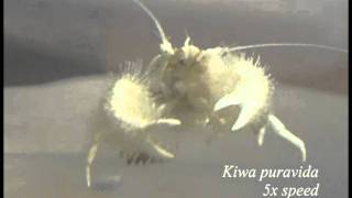 Yeti crab eating bacteria from its claws [upl. by Nythsa334]