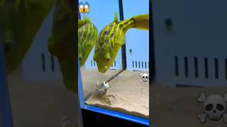 🦀Crab vs 🐟globefish fight comedy shortvideo crab [upl. by Andriana743]