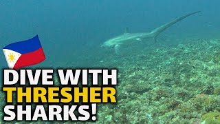 Diving with THRESHER Sharks in Malapascua [upl. by Aicenert]