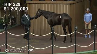 Anisette GB sells for 18 million at 2024 Keeneland November [upl. by Maximilien]