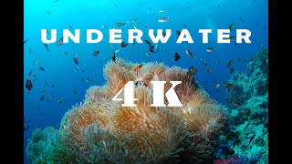 UNDERWATER HVAR CROATIA STUNNING UNDERWATER VIDEO 4K [upl. by Naaitsirhc]