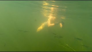 River Avon Fordingbridge underwater Experience HD 1080p [upl. by Nahtnhoj]