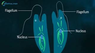 What is Binary Fission  Amoeba Paramecium and Euglena [upl. by Baxter]