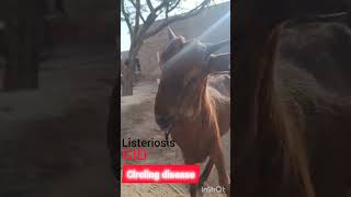 Listeriosis Silage disease pasturellosis Dr M Sattar Ahmed [upl. by Shatzer]