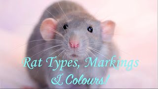 Rat Types Markings amp Colours [upl. by Icyac]