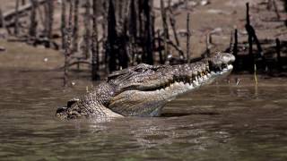 Daintree river Solar Whisperer Crocodile tour [upl. by Dimah]