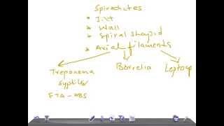 Medical Video Lecture Spirochetes Classification Microbiology [upl. by Nierman945]