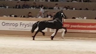 Faderpaard Hengstenkeuring 2017 derde bezichtiging Friesian horses [upl. by Jenkel]