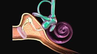 Histology Neuroscience 1 Module  Structures Of Ear [upl. by Row]