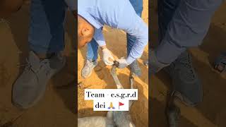 Team  csgrd dei 🙏 🚩 viralvideo animalhelpine animals animallover saveanimallife dogrescue [upl. by Zampino]