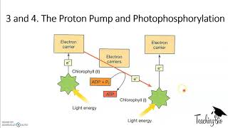 AQA A LEVEL BIOLOGY PHOTOSYNTHESIS [upl. by Cassiani]