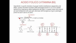 CORSO DI GENETICA E ALIMENTAZIONE  LEZIONE 25 DI 40  TEST DEI MICRONUCLEI  FOLATO E CANCRO  2 [upl. by Amsirhc979]