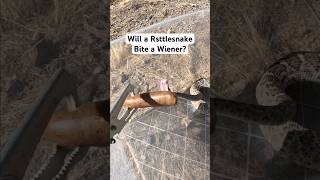 Will a rattlesnake bite a wiener snake rattlesnake [upl. by Maye]