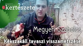 Caryopteris  Kékszakáll tavaszi visszametszése  Megyeri Szabolcs Kertészet Budapest [upl. by Ventura527]