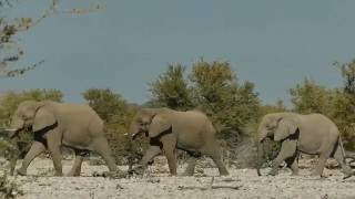 Etosha National Park Namibia 2016  Our Wildlife Highlights in HD documentary [upl. by Hteb]