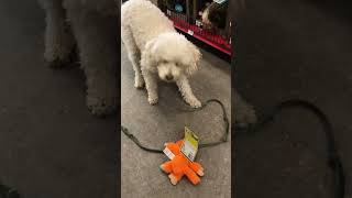 My Dog Picks Out New Toy At Petco  No Fuss [upl. by Seem]