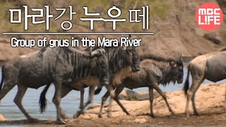 Group of gnus in the Mara River  Wildlife in Serengeti EP02 07 마라강가 누우떼 [upl. by Bab]